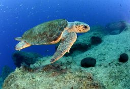 Antalya Körfezi’ni denizanası istilasından kaplumbağalar koruyor