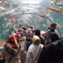 Tünel akvaryuma 10 günde 40 bin ziyaretçi